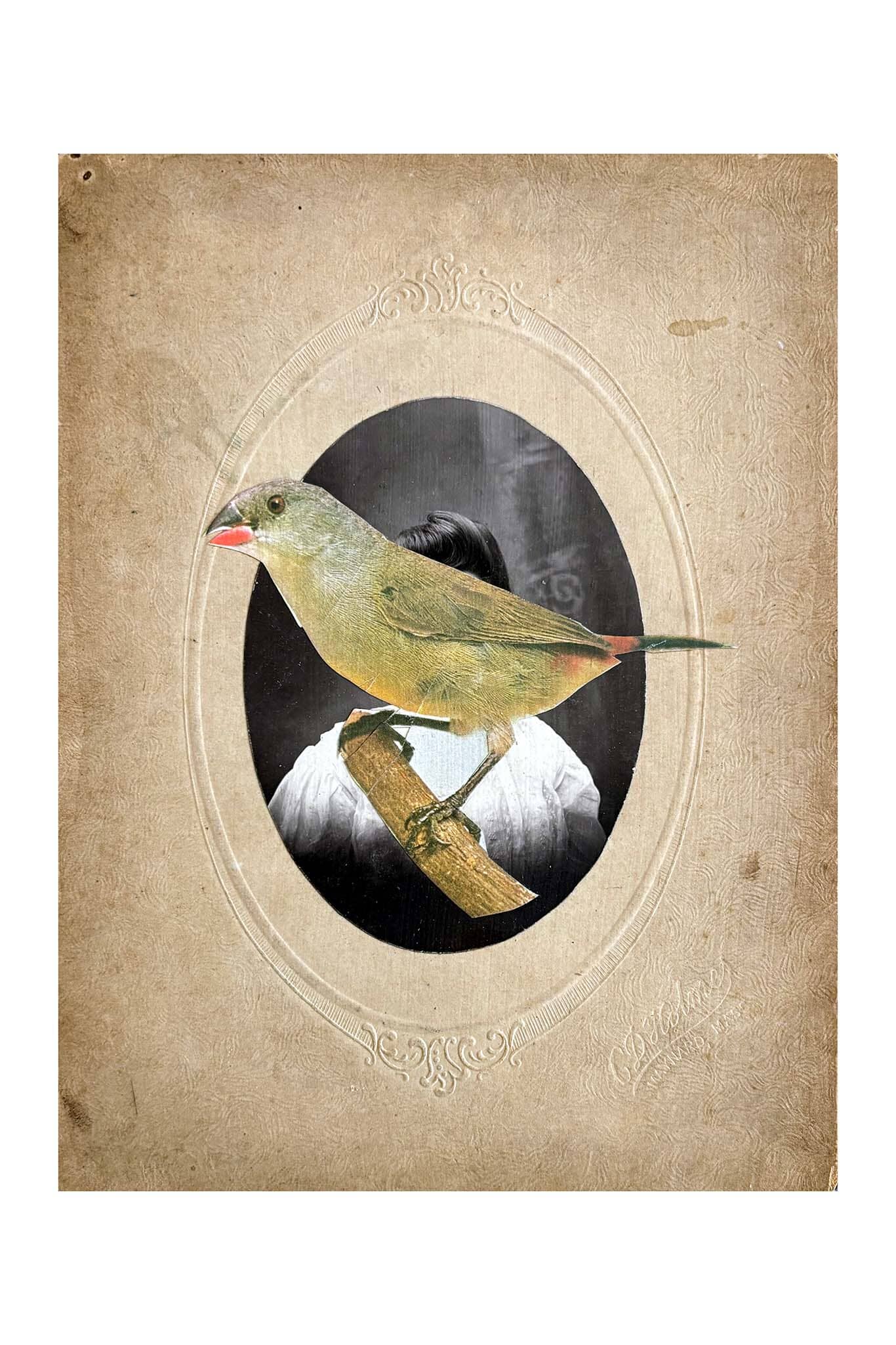 Vintage-style illustration of a bird on a branch with a decorative border on a textured beige background.