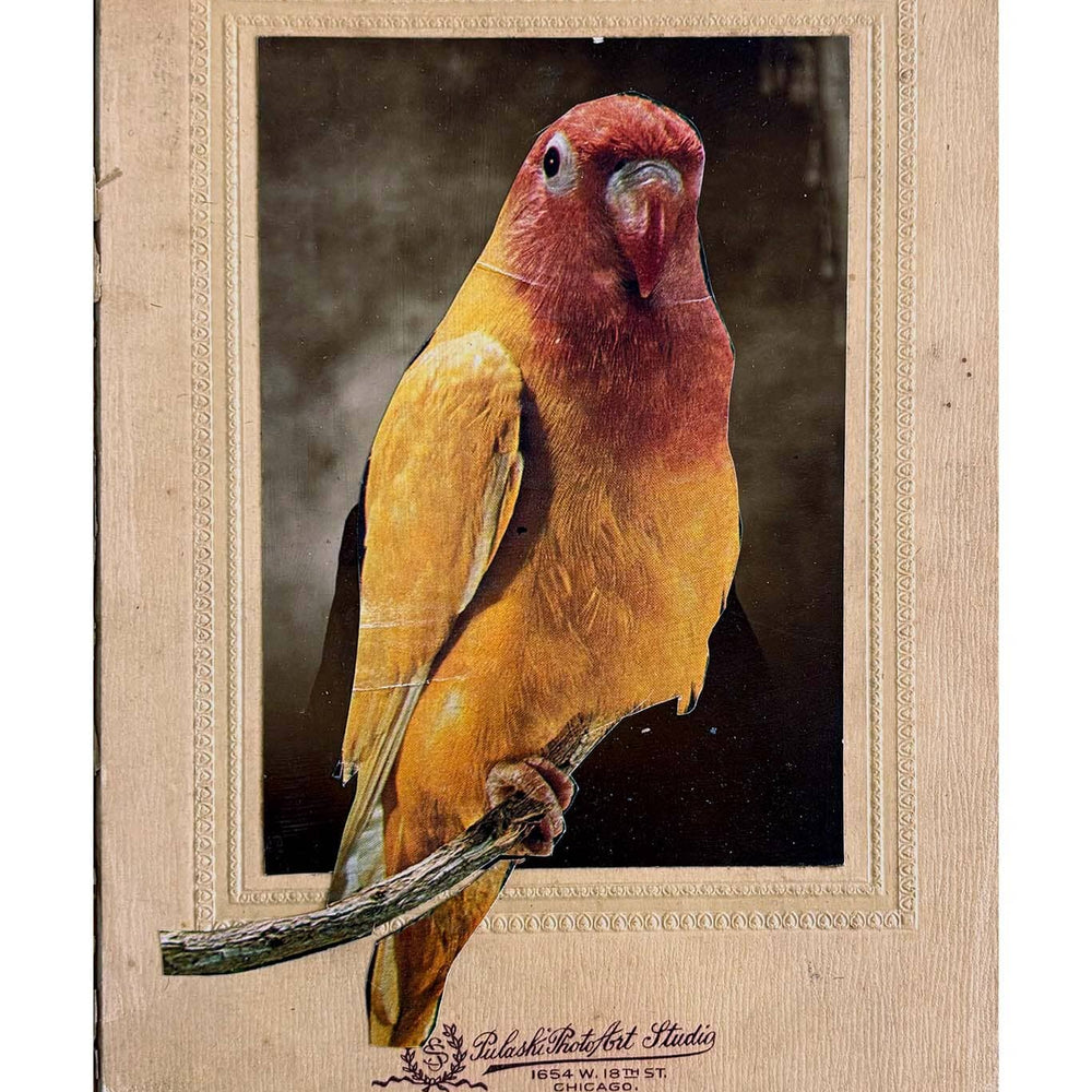 Bird on a branch with a vintage frame