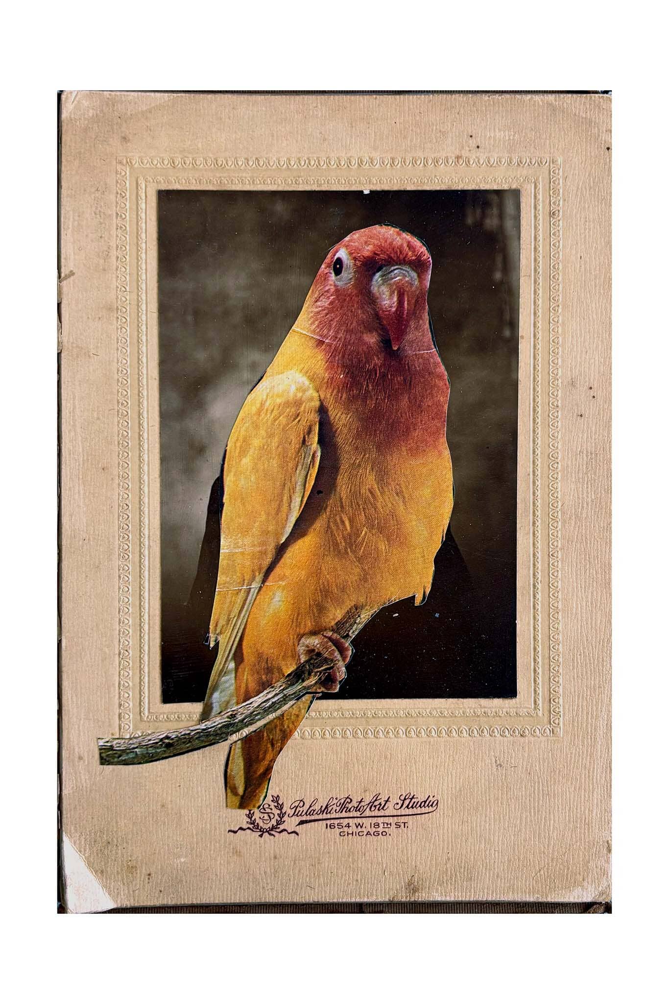 Bird on a branch with a vintage frame