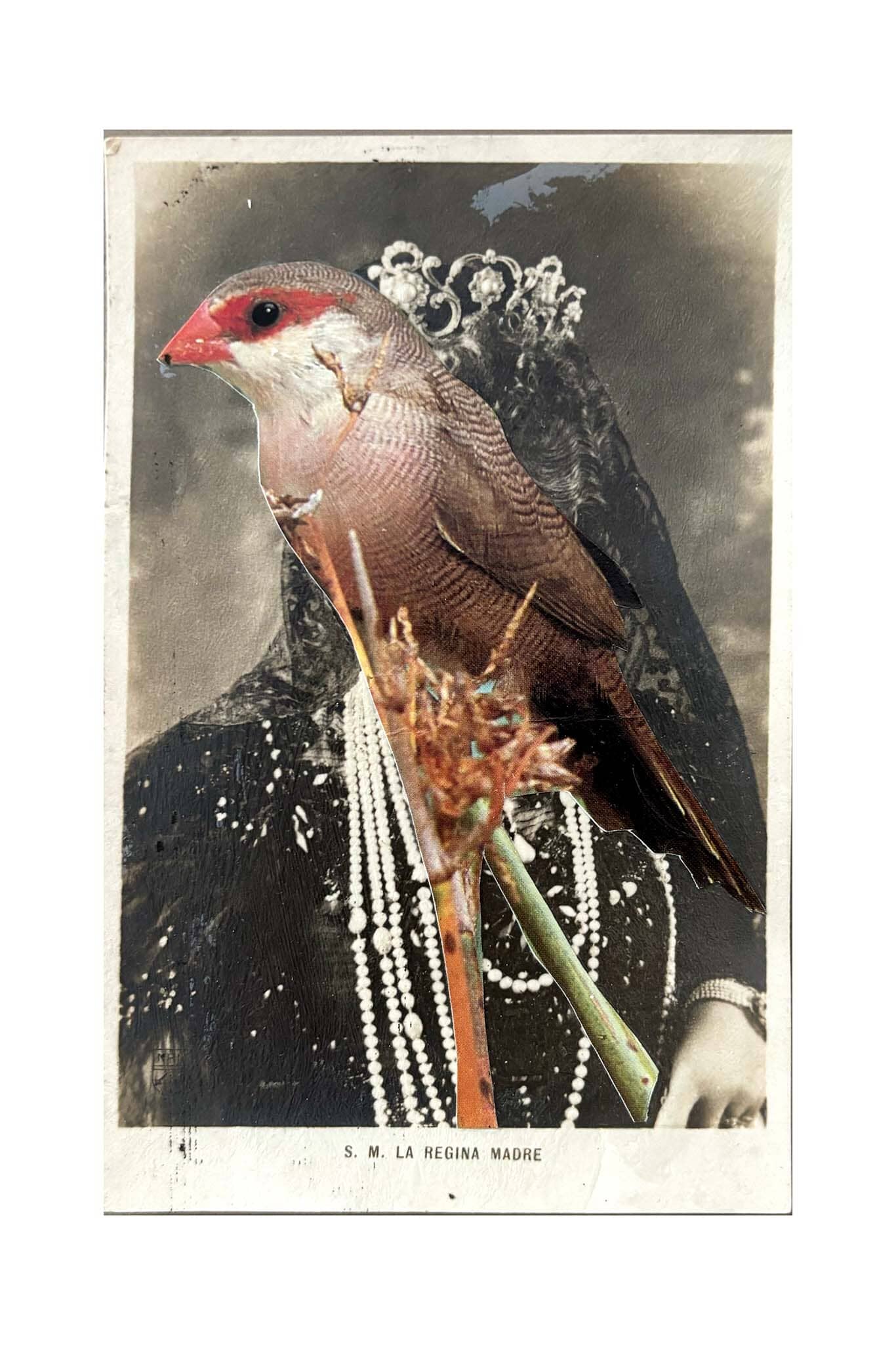 Vintage-style image of a bird with decorative elements on a white background