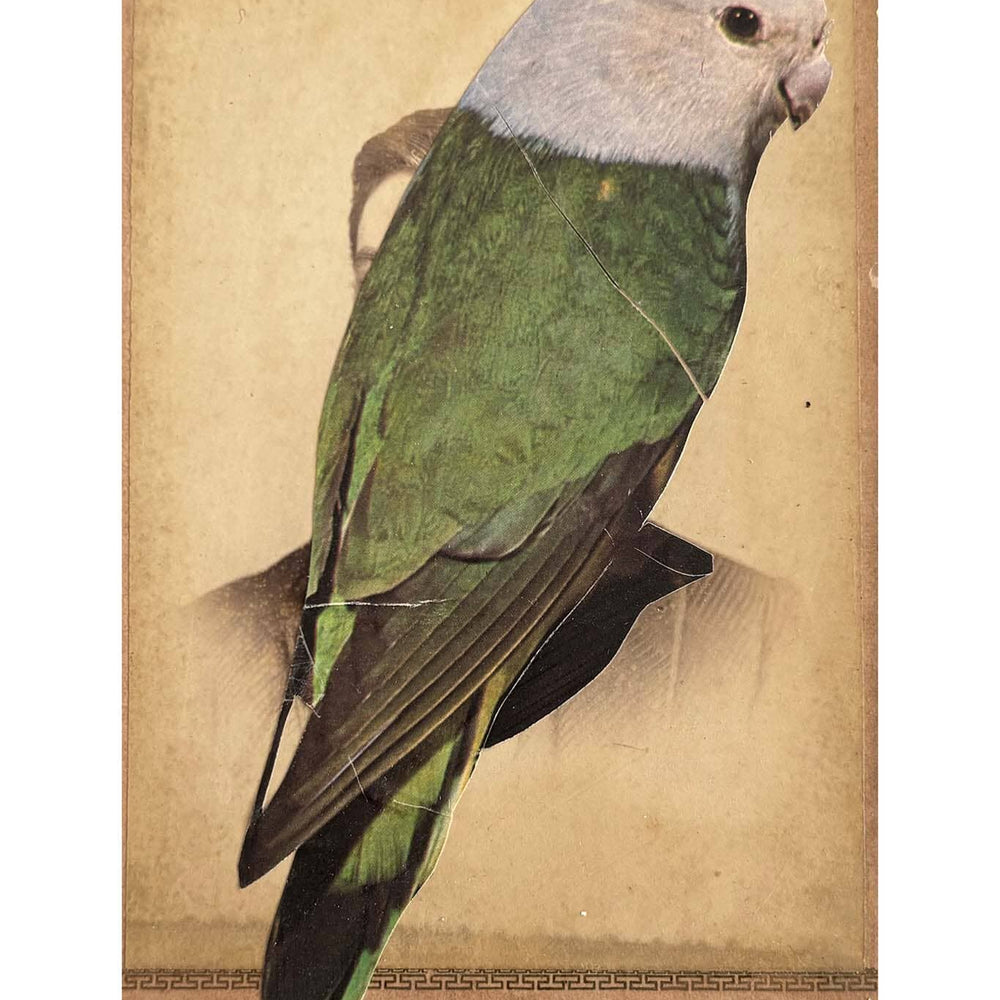 Vintage-style illustration of a parrot on a textured beige background