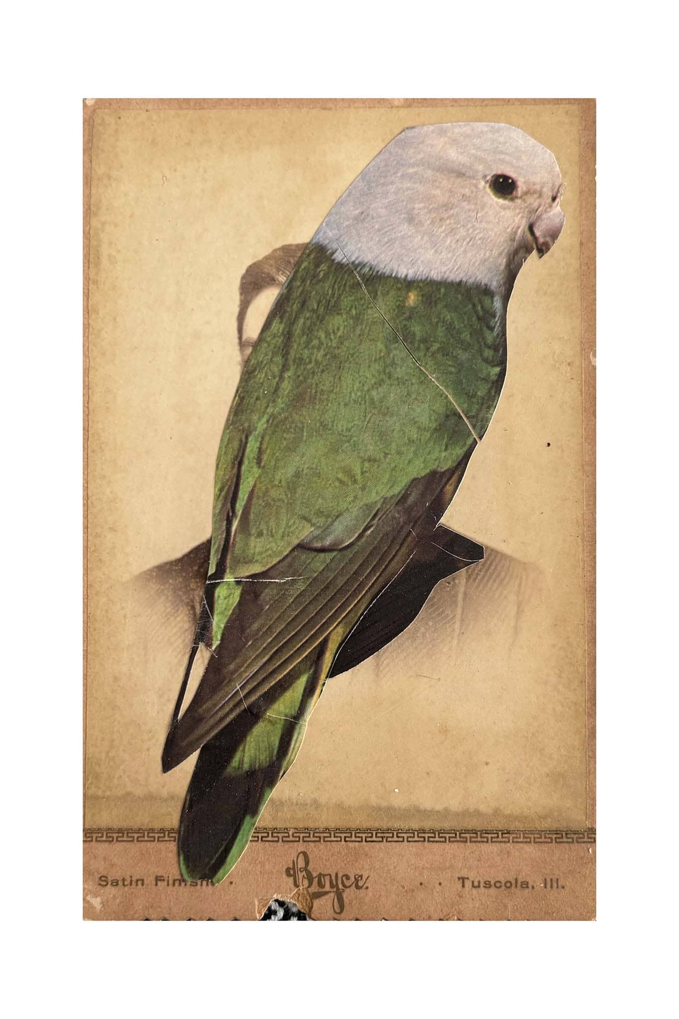 Vintage-style illustration of a parrot on a textured beige background