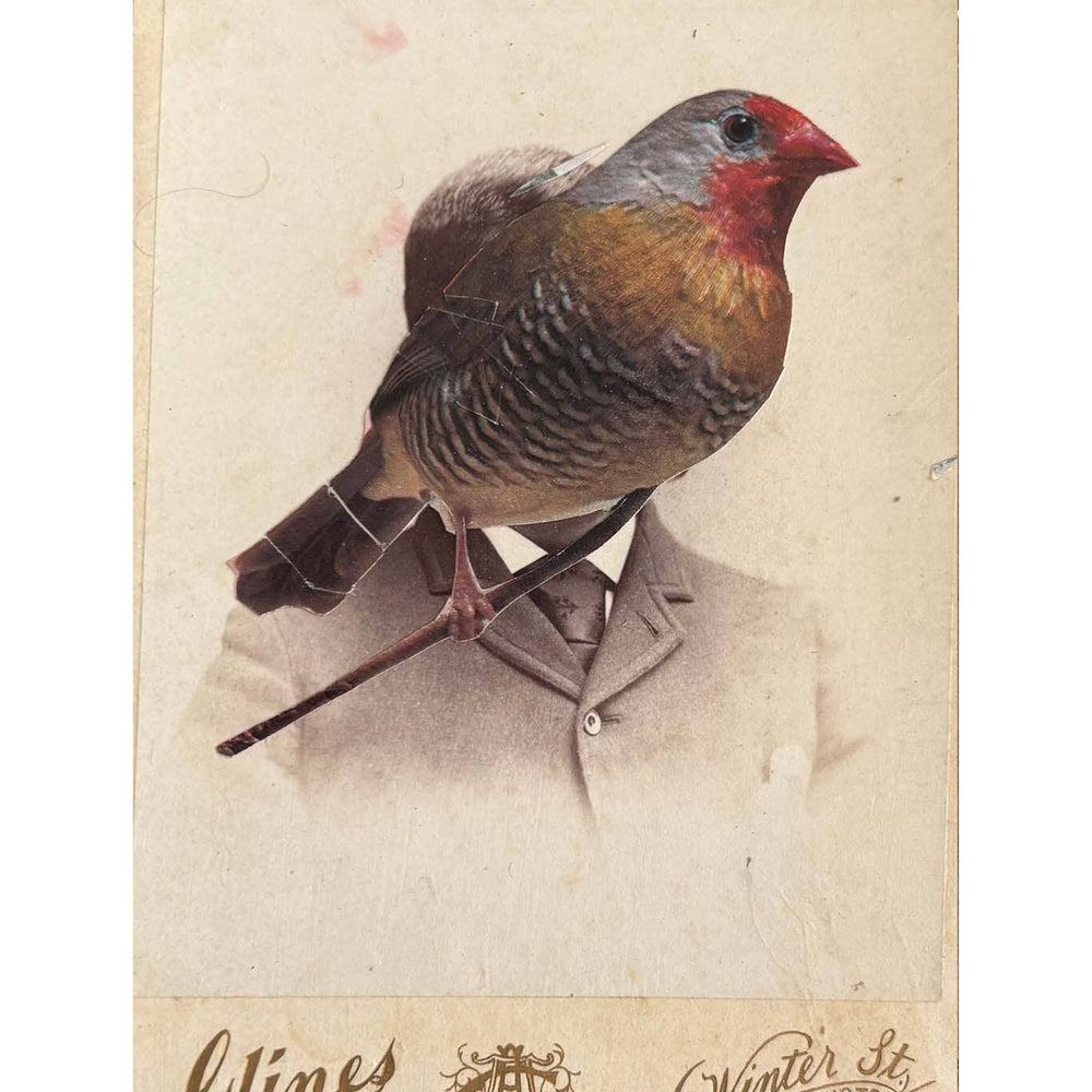 Vintage-style card with a bird perched on a branch, featuring brand names at the bottom.
