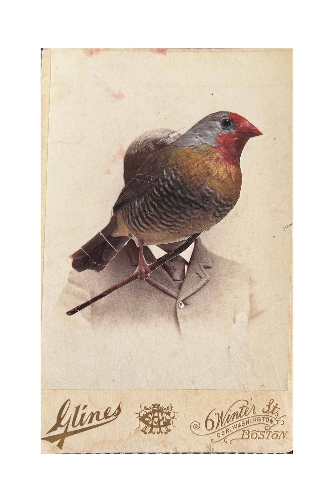 Vintage-style card with a bird perched on a branch, featuring brand names at the bottom.