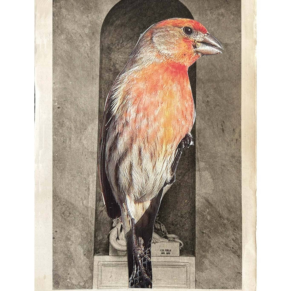 Illustration of a bird with a decorative frame on a textured background