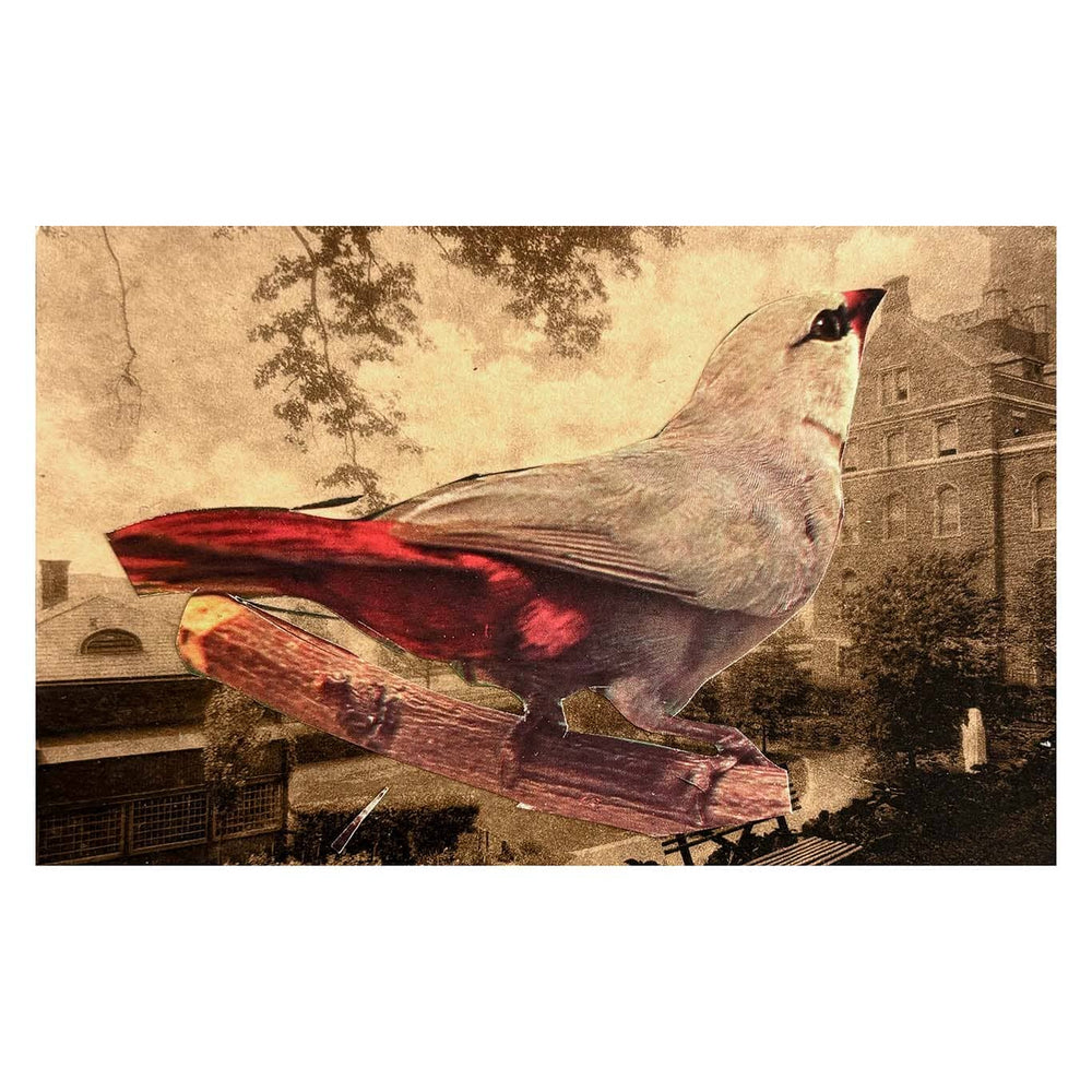 Collage of a bird with red tail feathers on a wooden log against a vintage-style background.