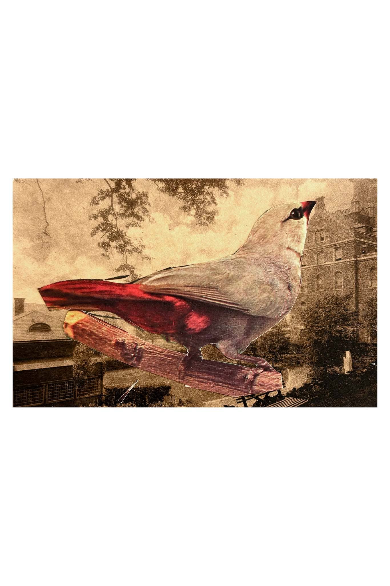 Collage of a bird with red tail feathers on a wooden log against a vintage-style background.
