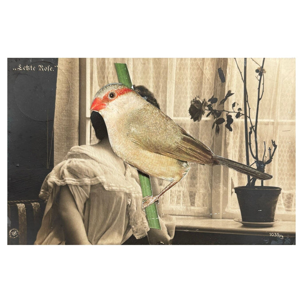 Collage of a bird perched on a plant with a vintage-style background