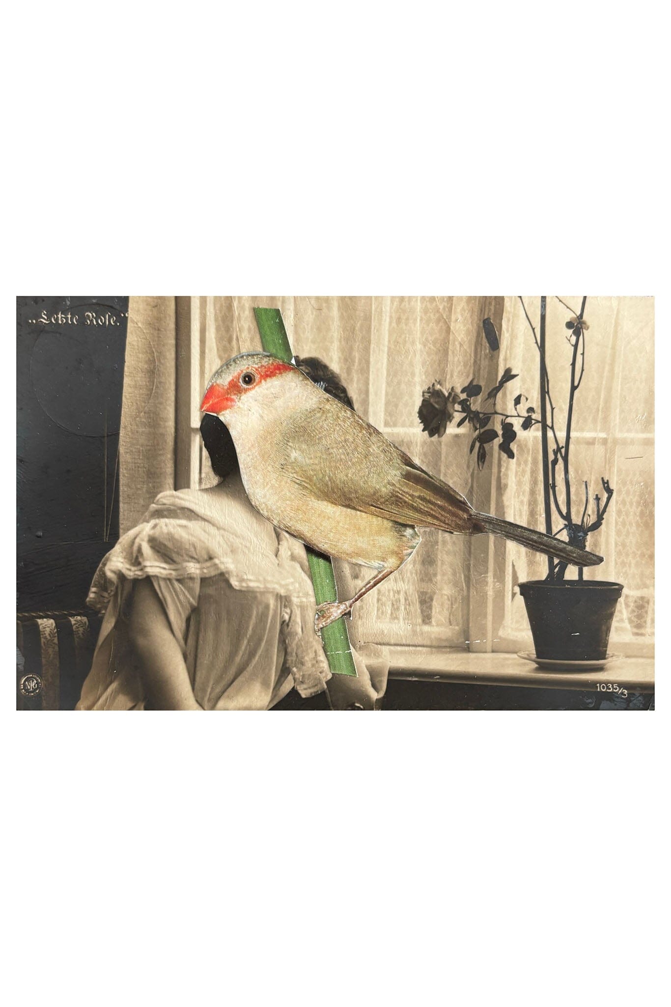 Collage of a bird perched on a plant with a vintage-style background