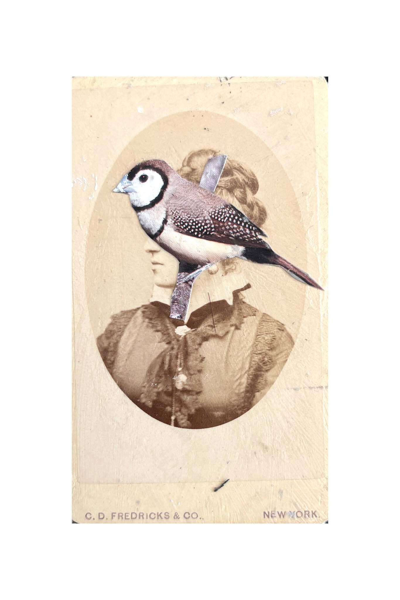 Vintage-style illustration of a bird perched on a hat with a sepia-toned portrait in the background.