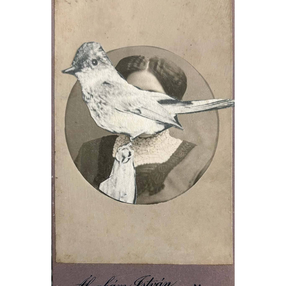 Vintage-style illustration of a bird on a textured background.