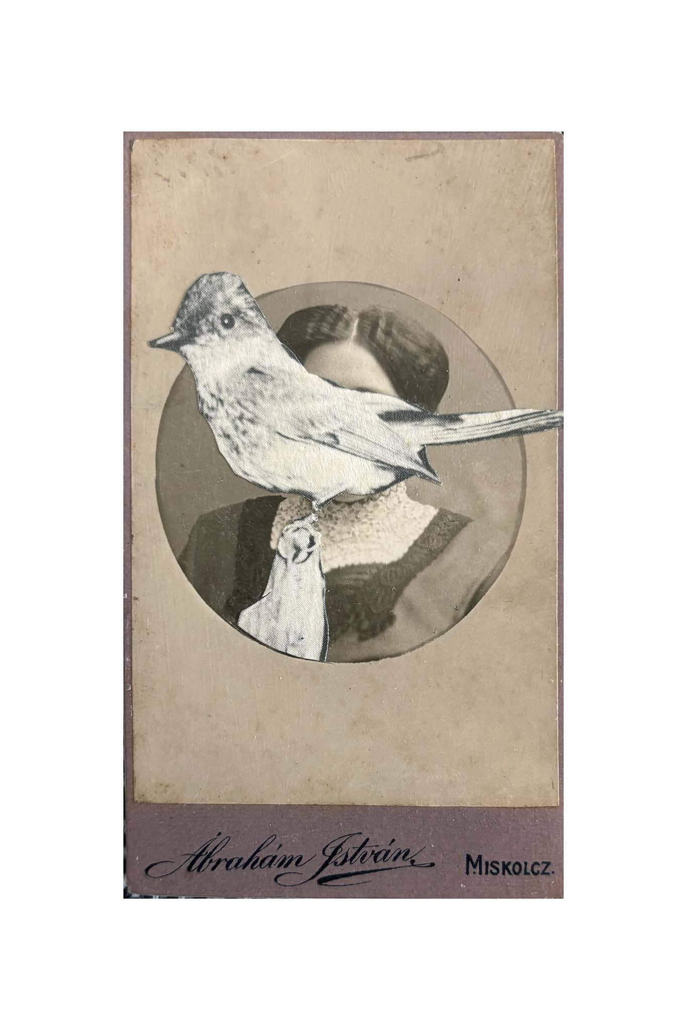 Vintage-style illustration of a bird on a textured background.
