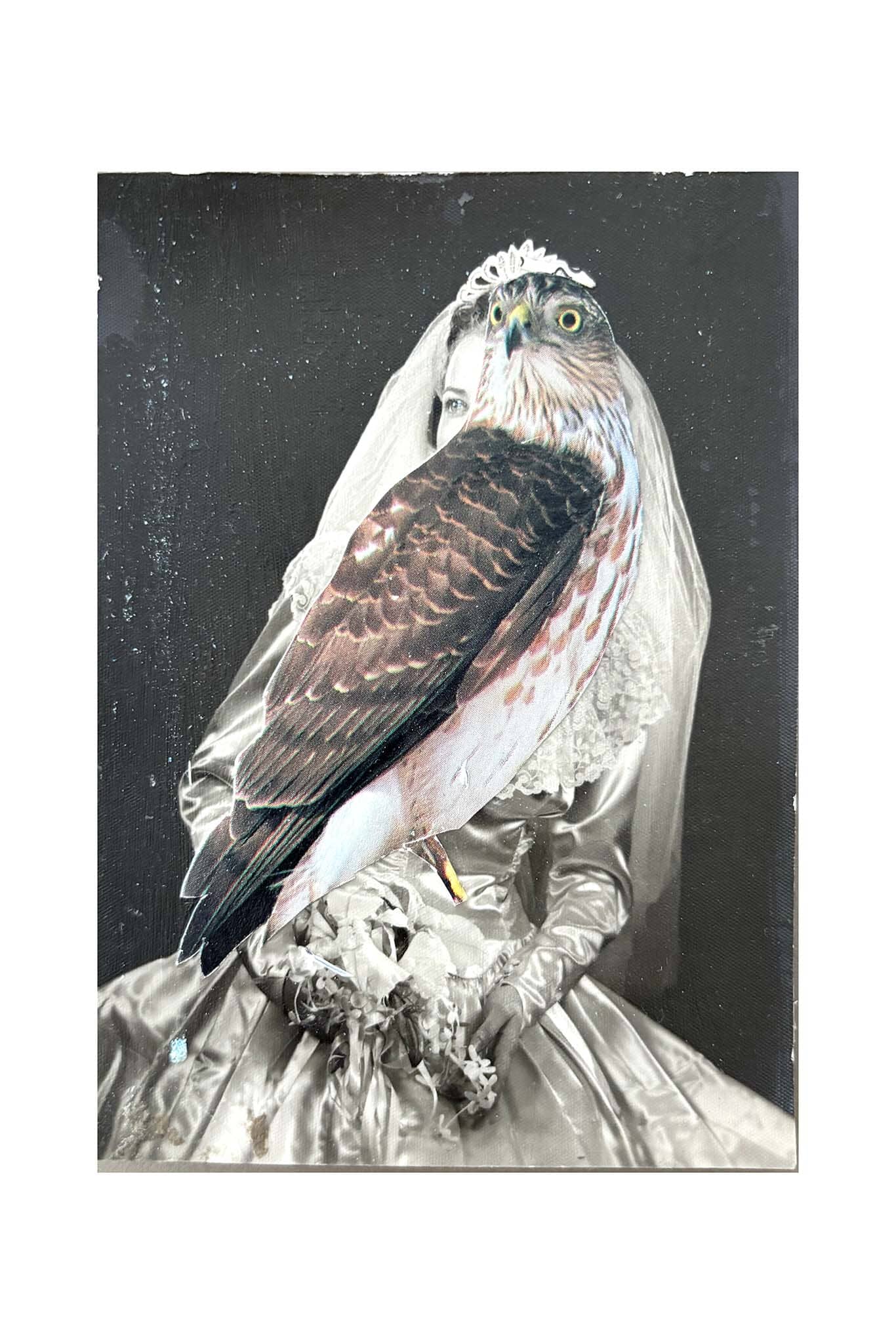 Hawk perched on a decorative stand with a black background