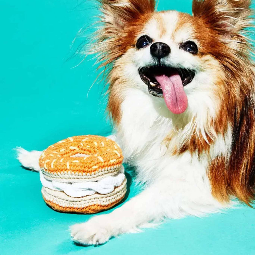 Dog with a toy resembling a bagel on a turquoise background