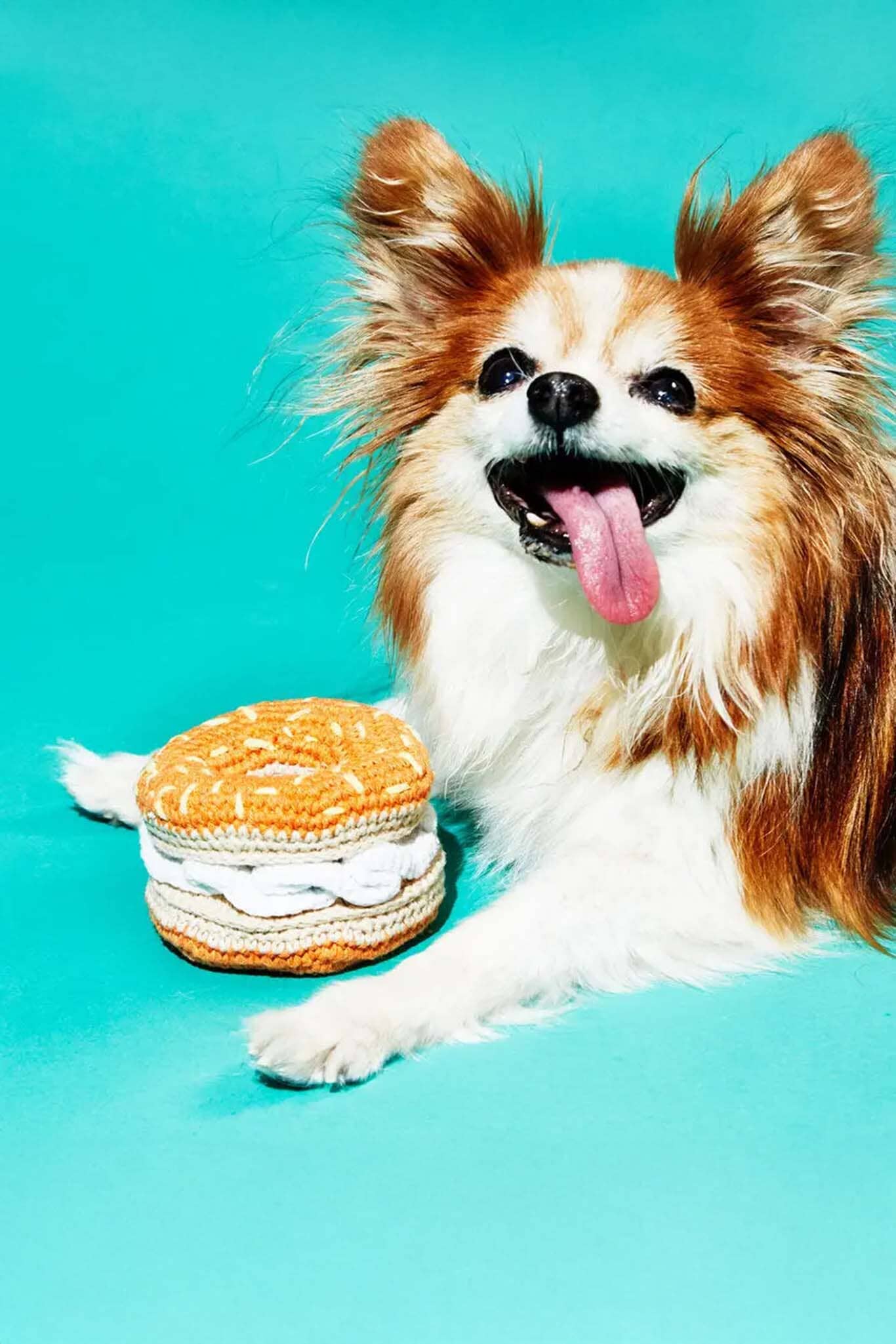 Dog with a toy resembling a bagel on a turquoise background