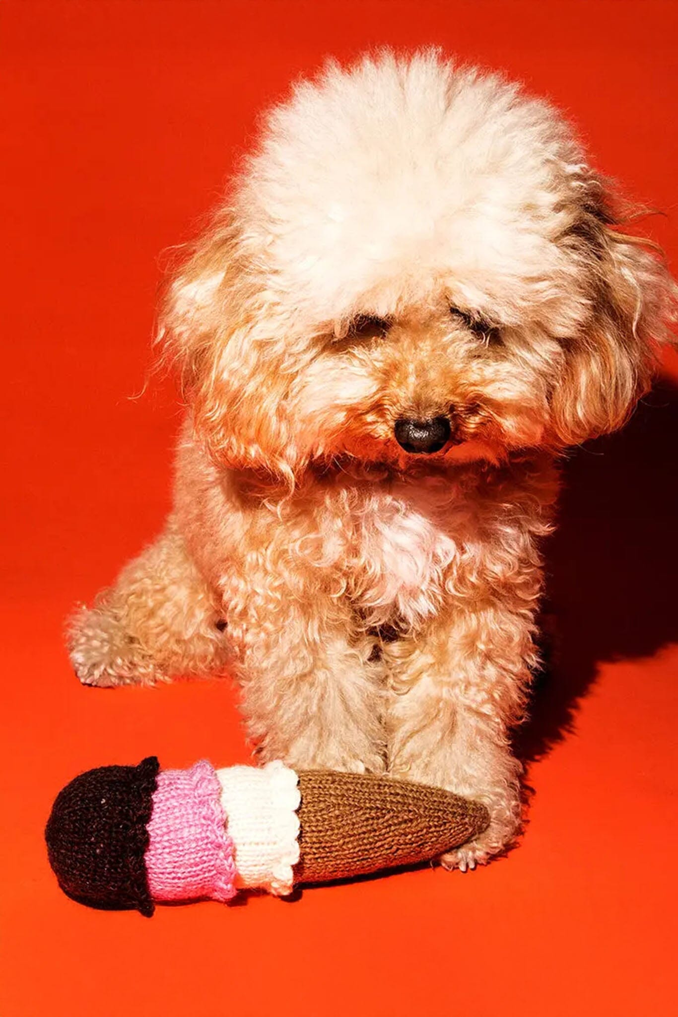 Small dog sitting with a knitted ice cream cone toy on a red background