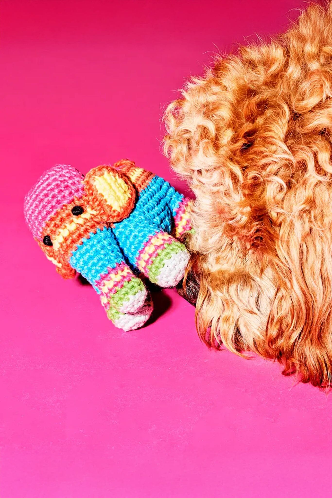 Dog playing with a colorful knitted elephant toy on a pink background