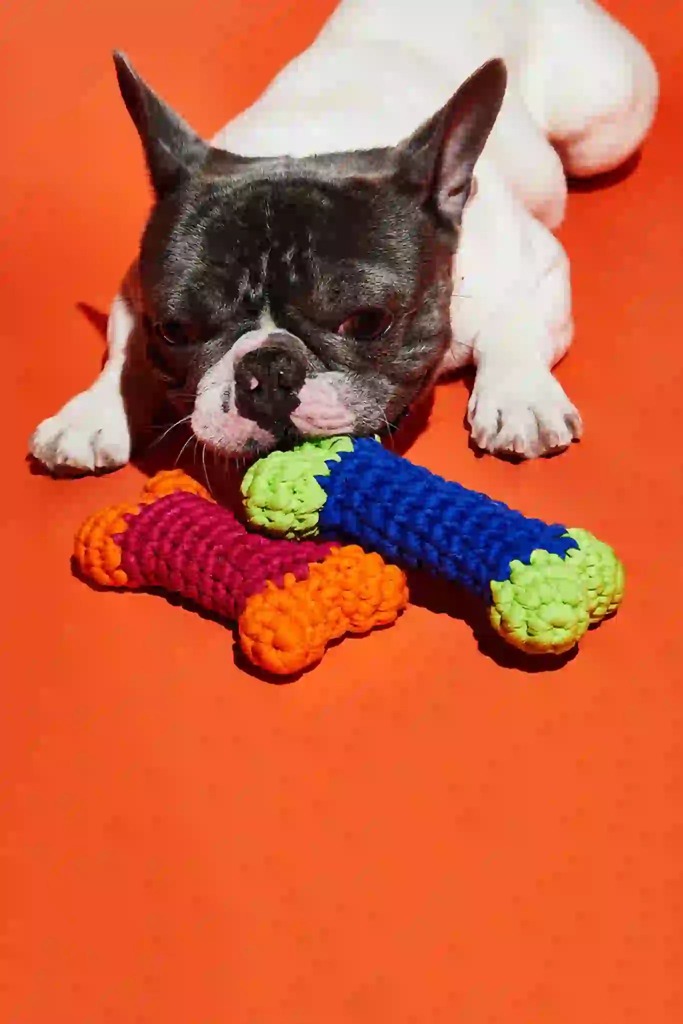 A pug playing with handmade crocheted dog toys.